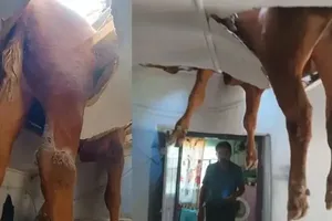 سقوط عجیب گاو نر به داخل خانه